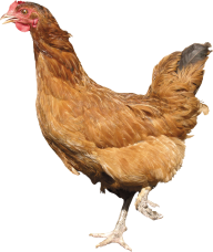 Chicken Png Download for Free