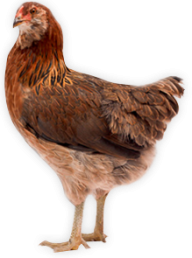Chicken Png Icon Download