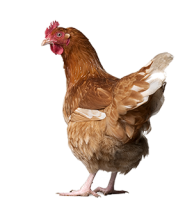 Chicken Png Icon