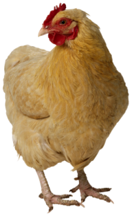 Chicken Png Small