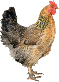 Chicken Png Strong