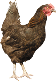 Chicken Png
