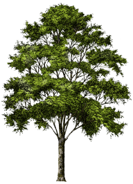 Clipart Tree Png