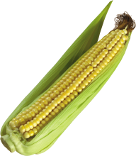 corn png free download 1