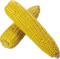 corn png free download 13