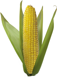 corn png free download 18