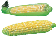 corn png free download 35