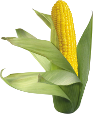 corn png free download 8