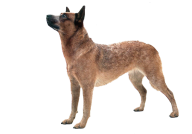 Country Dog Png