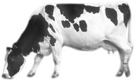 Cow Png Eating