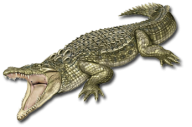 Crocodile Png Logo