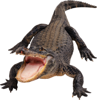 Crocodile Png opening Mouth