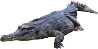 Crocodile Png Web Clipart