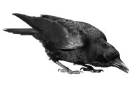 Crow Drinking Png