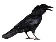 Crow Shouting Png
