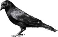 Crow Standing Png