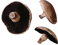 darked mushroom free download png