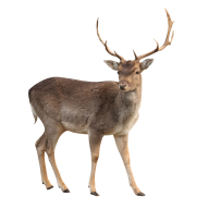 Deer Icon Png