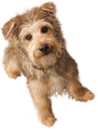 Dog Doll Png