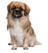 Dog Png with Hair