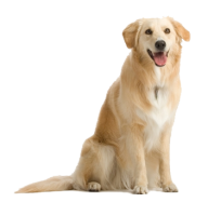 Dog Png With Teeth