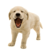 Dog Shouting Png For Web