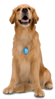 Dog with Blue Tag