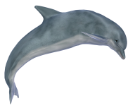 Dolphin Image Free Download