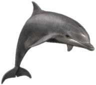 Dolphin Png Icon