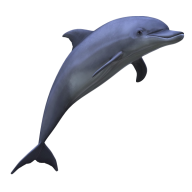 Dolphin Png Image for Website