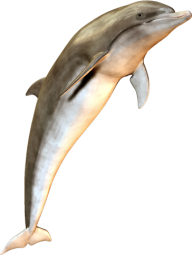 Dolphin simling png