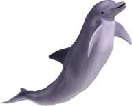 Dolphin Singing PNG Image