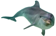 Dolphin Swimming Free Png Image