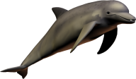 Dolphingpng image download