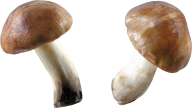 doubel mushroom free download png