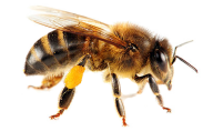 download free bee png