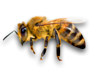 download free png bee