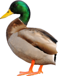 duck png free download 13