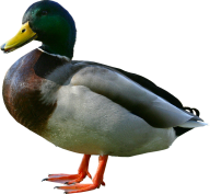 duck png free download 14