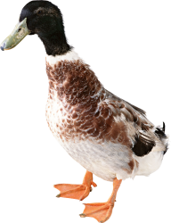 duck png free download 16