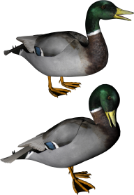 duck png free download 17