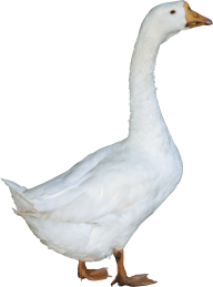 duck png free download 18