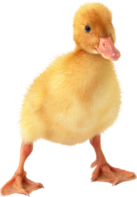 duck png free download 2