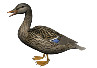 duck png free download 21