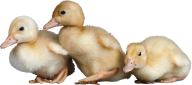 duck png free download 23