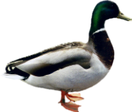 duck png free download 24