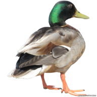duck png free download 25