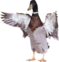 duck png free download 27