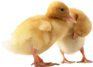 duck png free download 3