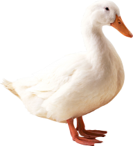 duck png free download 31